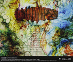 New LOUDNESS Eve To Dawn Ascension CD from Japan