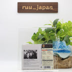 New THE BEACH BOYS PET SOUNDS (MONO&STEREO) JAPAN SHM CD