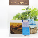 New Bruce Hornsby And The Range AOR CD Scenes From The Southside Japan OBI