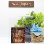 New R.E.M.-AUTOMATIC FOR THE PEOPLE-JAPAN MQA UHQCD