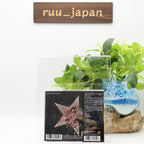 New Tate McRae So Close To What CD From Japan