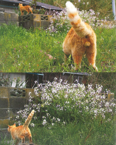 New NYAN-TAMA Cat Testicles Male Cats Furry Balls Japanese Photo Book
