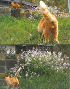 New NYAN-TAMA Cat Testicles Male Cats Furry Balls Japanese Photo Book