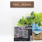 Peaky P-key Triumphal JAPAN CD New