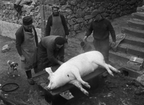 DVD Director: Jean Eustache  Starring: Odette Robert - Number Zero / Pig [4K