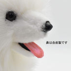 Samoyed Ken No.5267 NEW