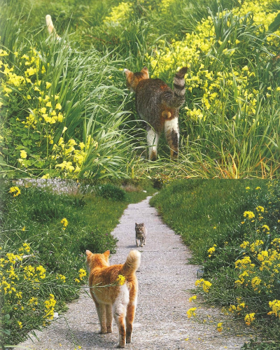 New NYAN-TAMA Cat Testicles Male Cats Furry Balls Japanese Photo Book