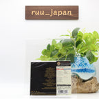 New Rainbow 2 CD(SHM-CD) Finyl Vinyl  Japan OBI