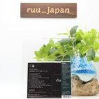 New Carol Sloane Spring is Here (Take 1 & 2) Japan Music CD