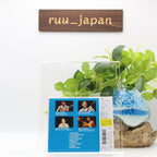CASIOPEA LIVE (1985) ISSEI NORO JAPAN CD From Japan NEW