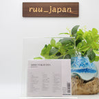 New J-Pop Miho Nakayama / All Time Best Music CD from Japan