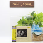 New Augustin Dumay Maria Joao Pires Beethoven Violin Sonatas 3 SHM-CD JAPAN