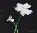 CD New Hitorigoto (Limited Edition) Japan Omoinotake The Apothecary Diaries
