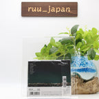 New Hitsujibungaku / our hope 2022 CD Japan