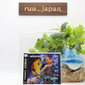 NEMOPHILA EVOLVE CD (Regular Version DDCZ-2303) Japanese HM/HR From Japan NEW