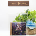 Project SEKAI Miku CD Nightcord at 25:00 Lower Tricologe & trading card New