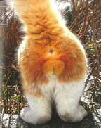 New NYAN-TAMA Cat Testicles Male Cats Furry Balls Japanese Photo Book