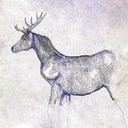 CD New Uma to Shika (Horse and Deer) (Video Edition) (Ltd. Ed.) (CD+DVD) Japan