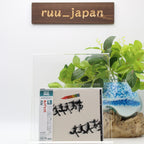 Chase CD New