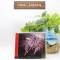 New ReGLOSS 1st Album CD ReGLOSS hololive DEV_IS HOLO-13