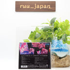 New Paradox Live 1st album TRAP JAPAN 2 CD