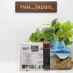 BRENTON WOOD Ooogum Boogum w/ BONUS TRACK   JAPAN MINI LP CD NEW