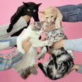 CD New Kinoko Teikoku -Neko to Allergy- from Japan