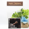 NEMOPHILA EP The Initial Impulse Cover Songs CD + New Songs CD & POB Sticker new