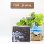 &TEAM Samidare (member solo jacket version - NICHOLAS) JAPAN CD+CARD NEW