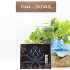 Co shu Nie-Flos Ex Machina-JAPAN CD JUJUTSU KAISEN PSY-COPASS3 New
