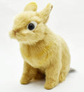 'NEW Netherland dwarf 21 BH 7022'