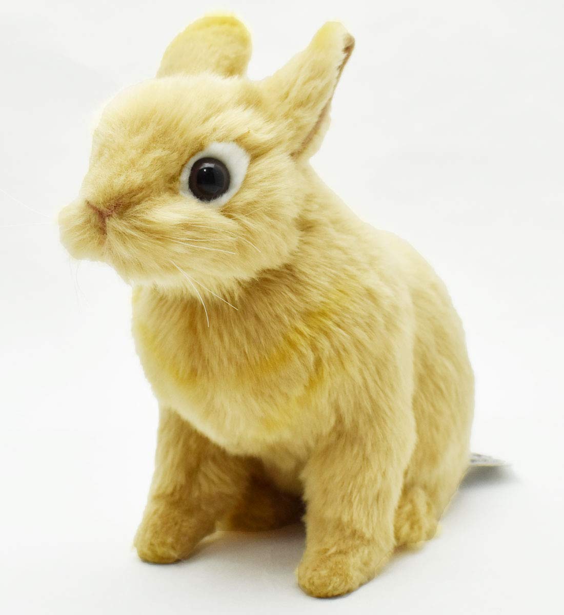 'NEW Netherland dwarf 21 BH 7022'