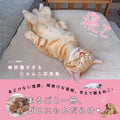 Book Sleeping Cats: A Photo Book of Cats in Vulnerable Sleeping... Japanese NEW