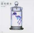 Book New World Transparent Specimen Japanese Iori Tomita Paperback NEW