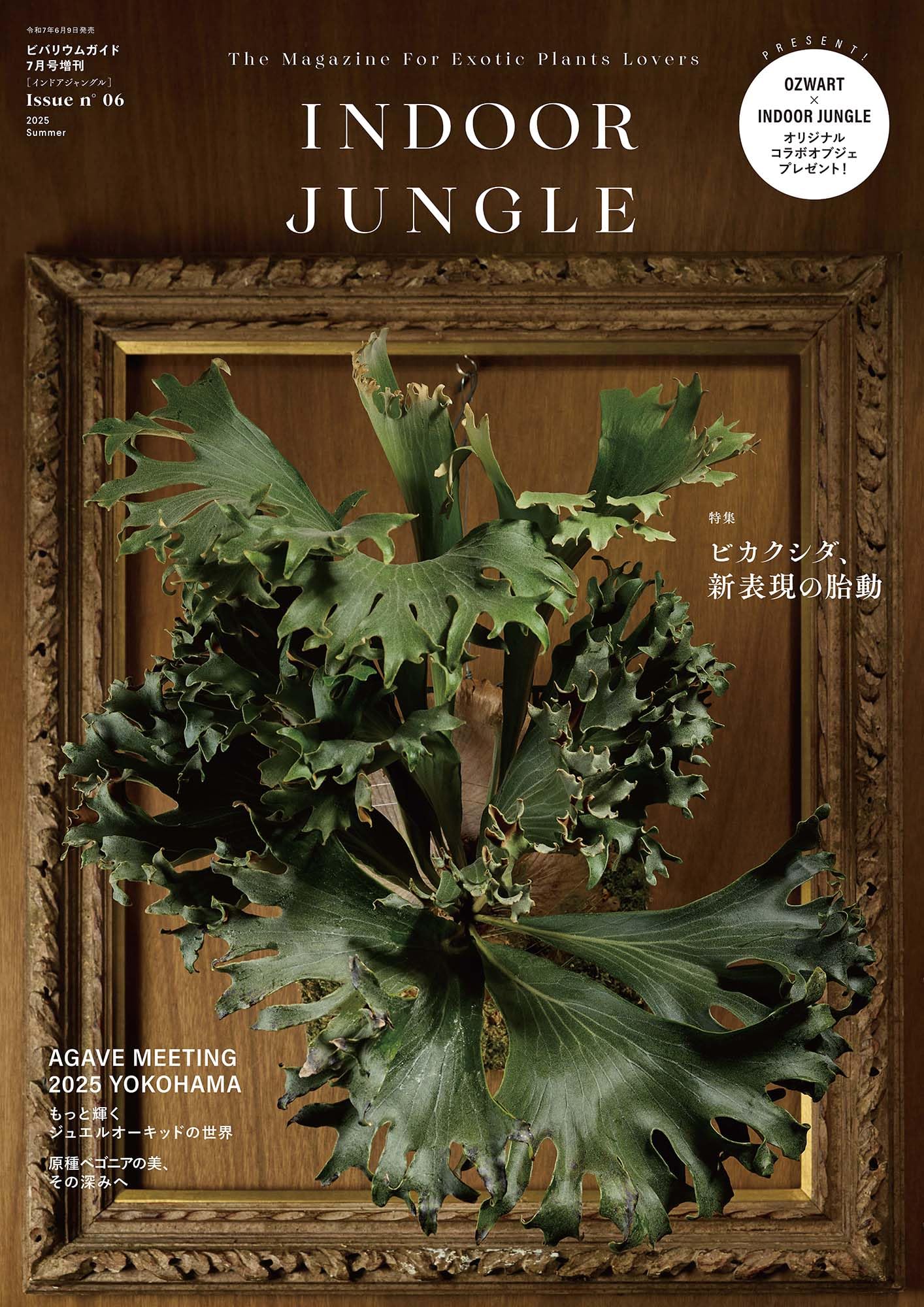 Japan NEW INDOOR JUNGLE No.06 Platycerium Special Feature Magazine